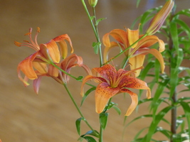 Foto: Dr. Peter Müller